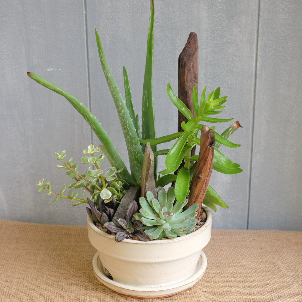 Succulent Aloe Pot