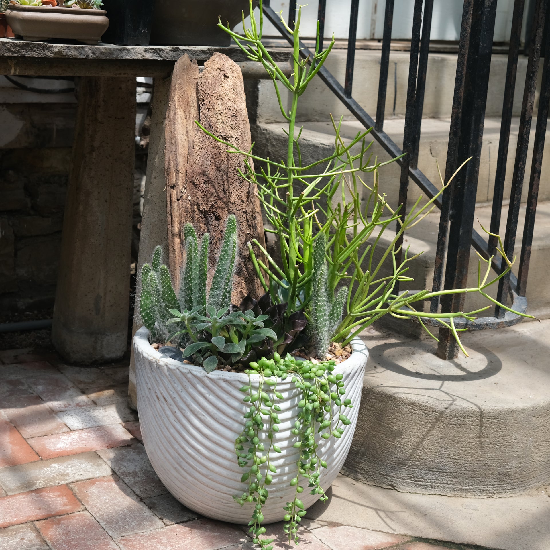 world market succulent planter Prestige Succulent Planter