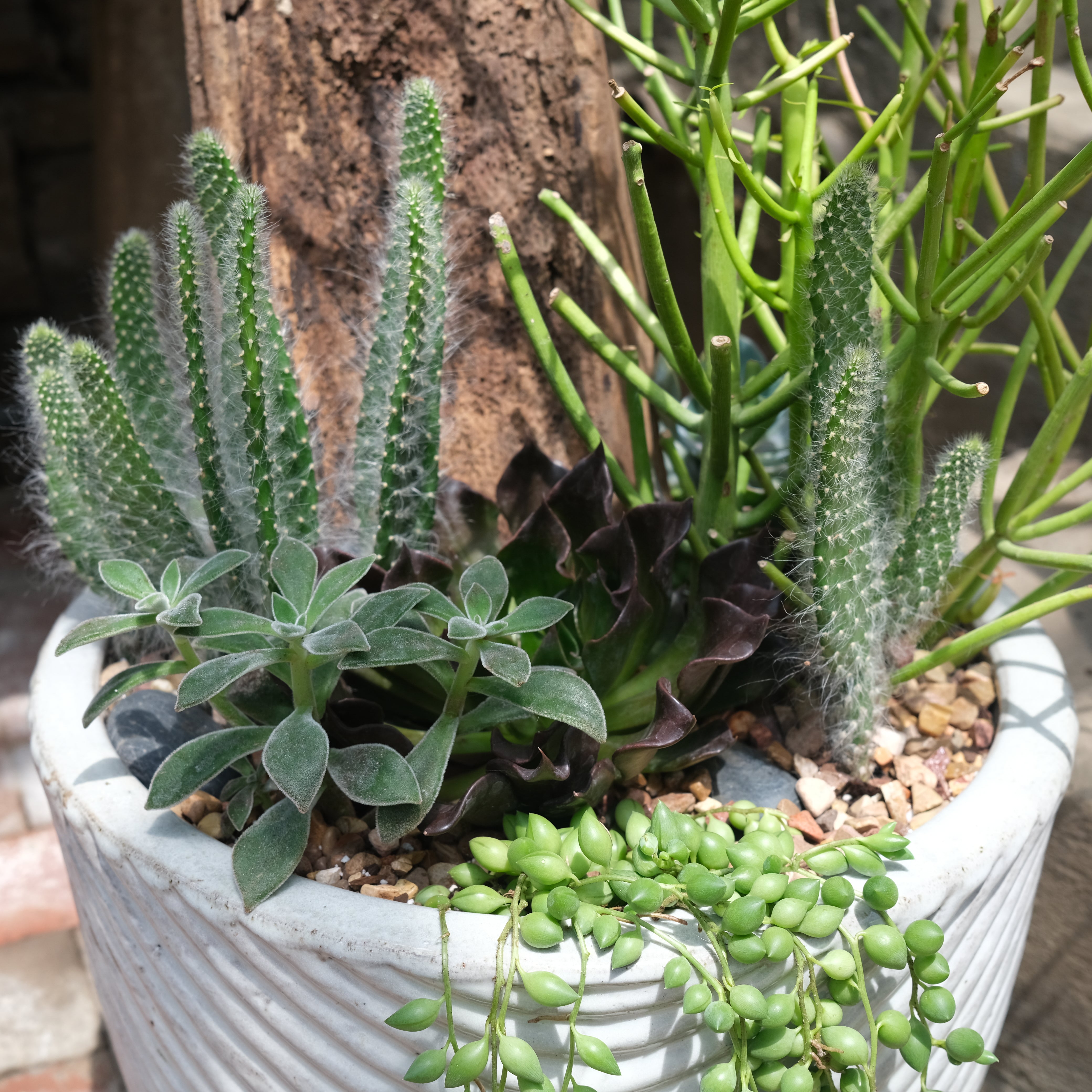 succulent planter designs Prestige Succulent Planter