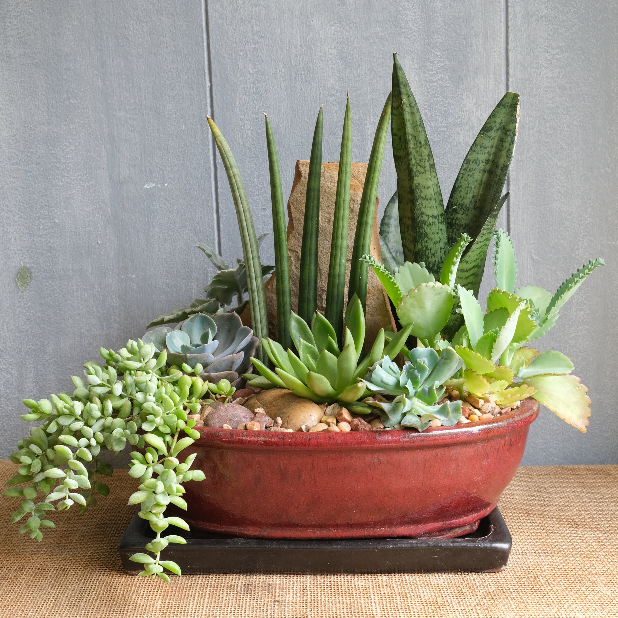 sympathy succulent delivery Prestige Succulent Planter