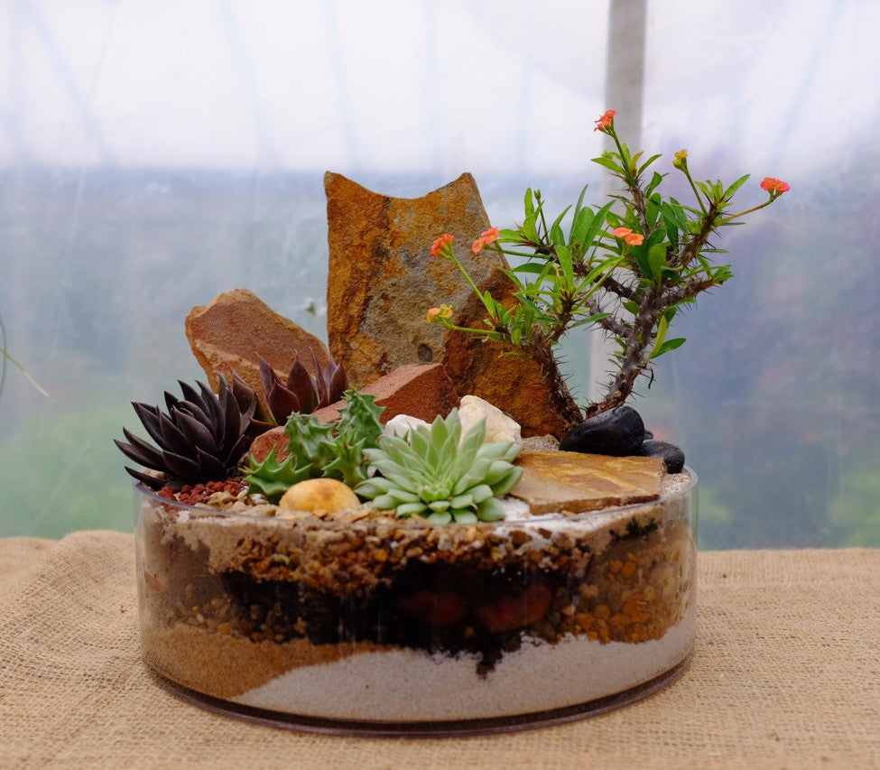 succulents box lake forest Spiney Forest Planter | Cactus in Lexington, KY