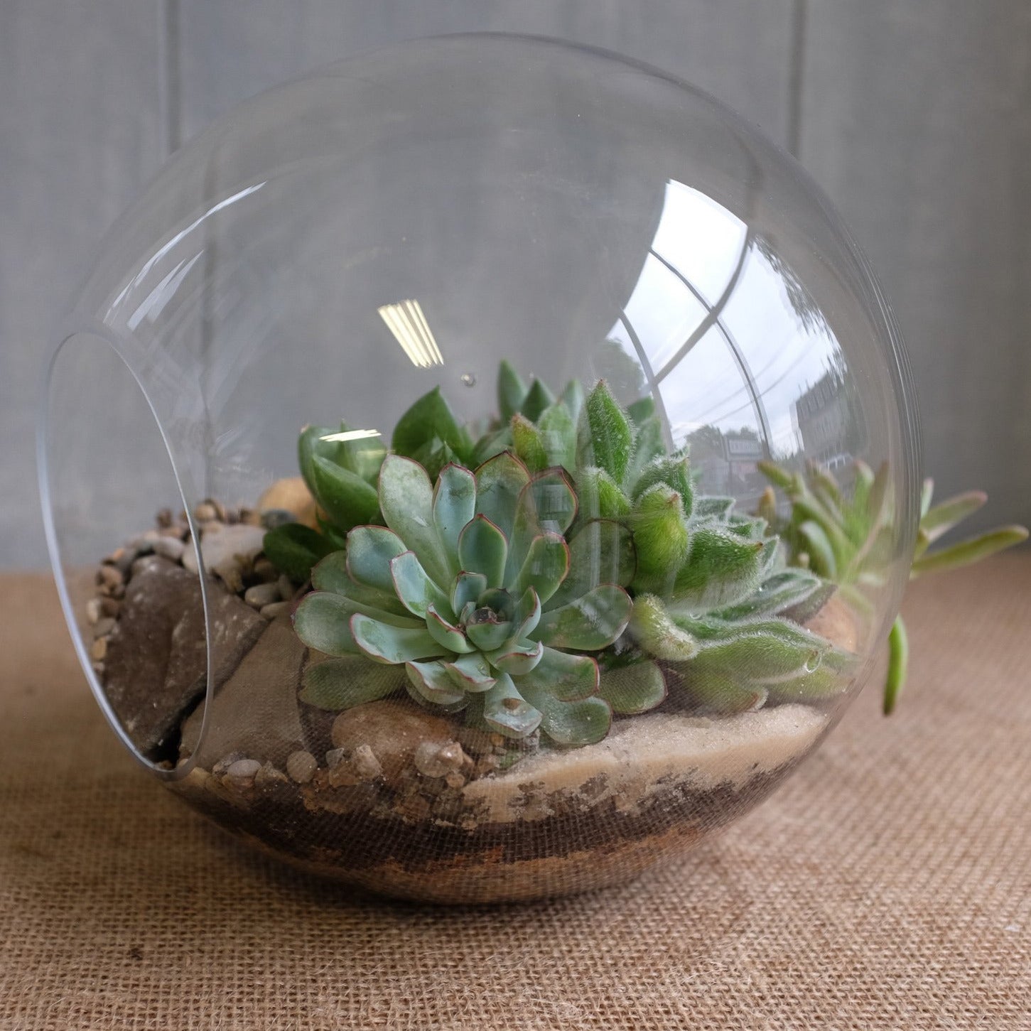 Succulent Plants in Modern Glass Terrarium