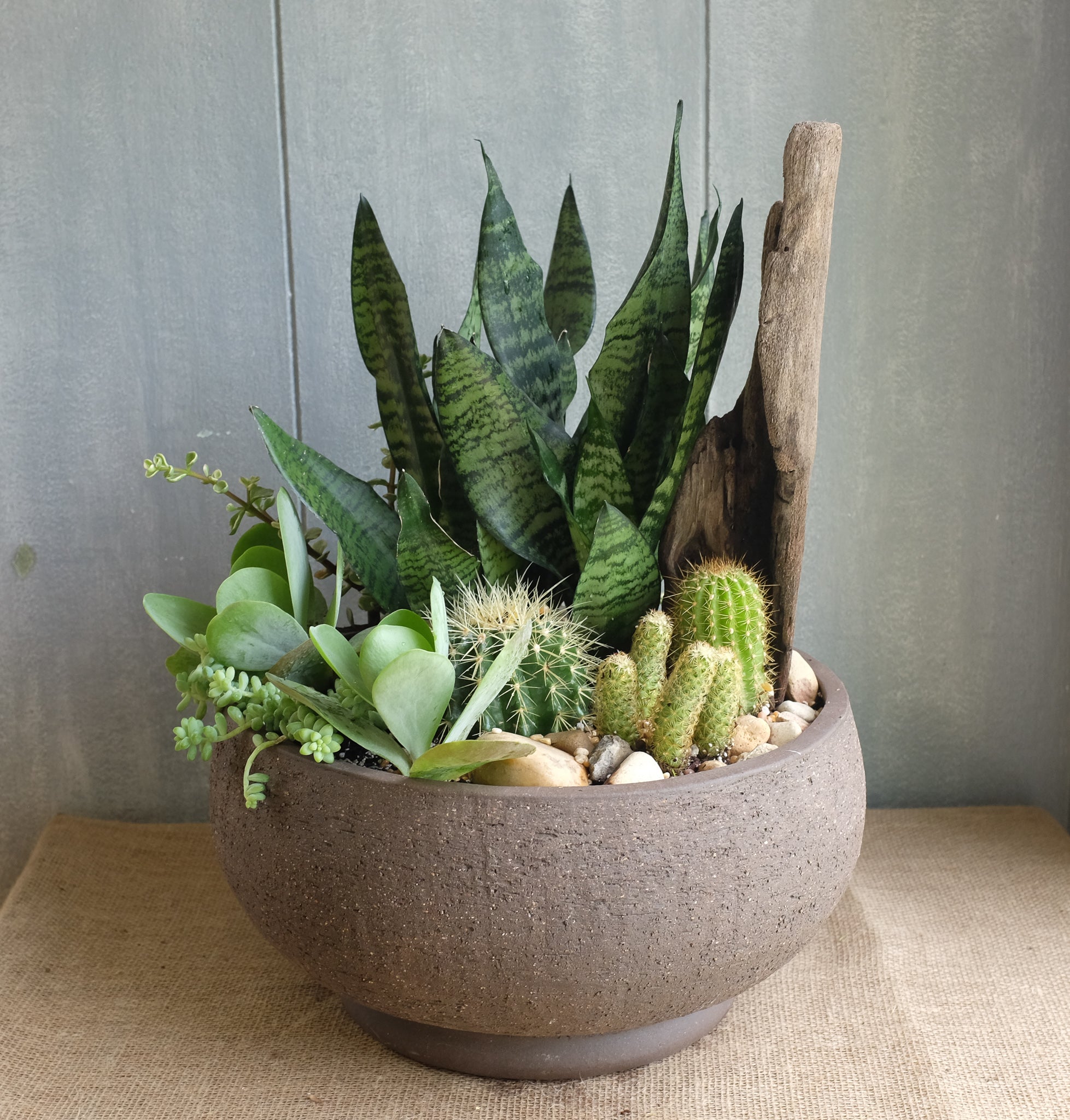 Sun_Loving_Sansevieria_Planter