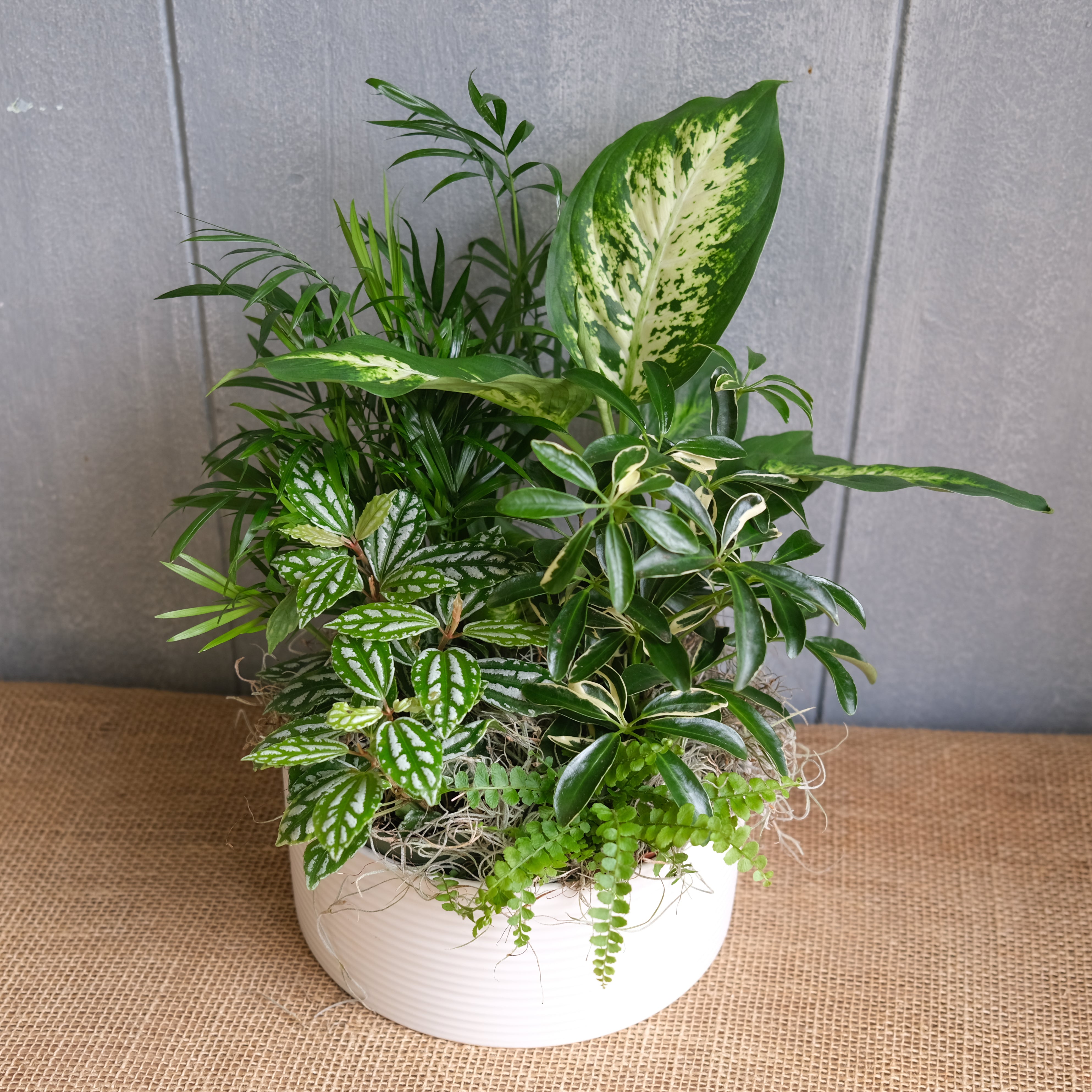 indoor funeral plants Vautel Foliage Planter | Lexington, KY