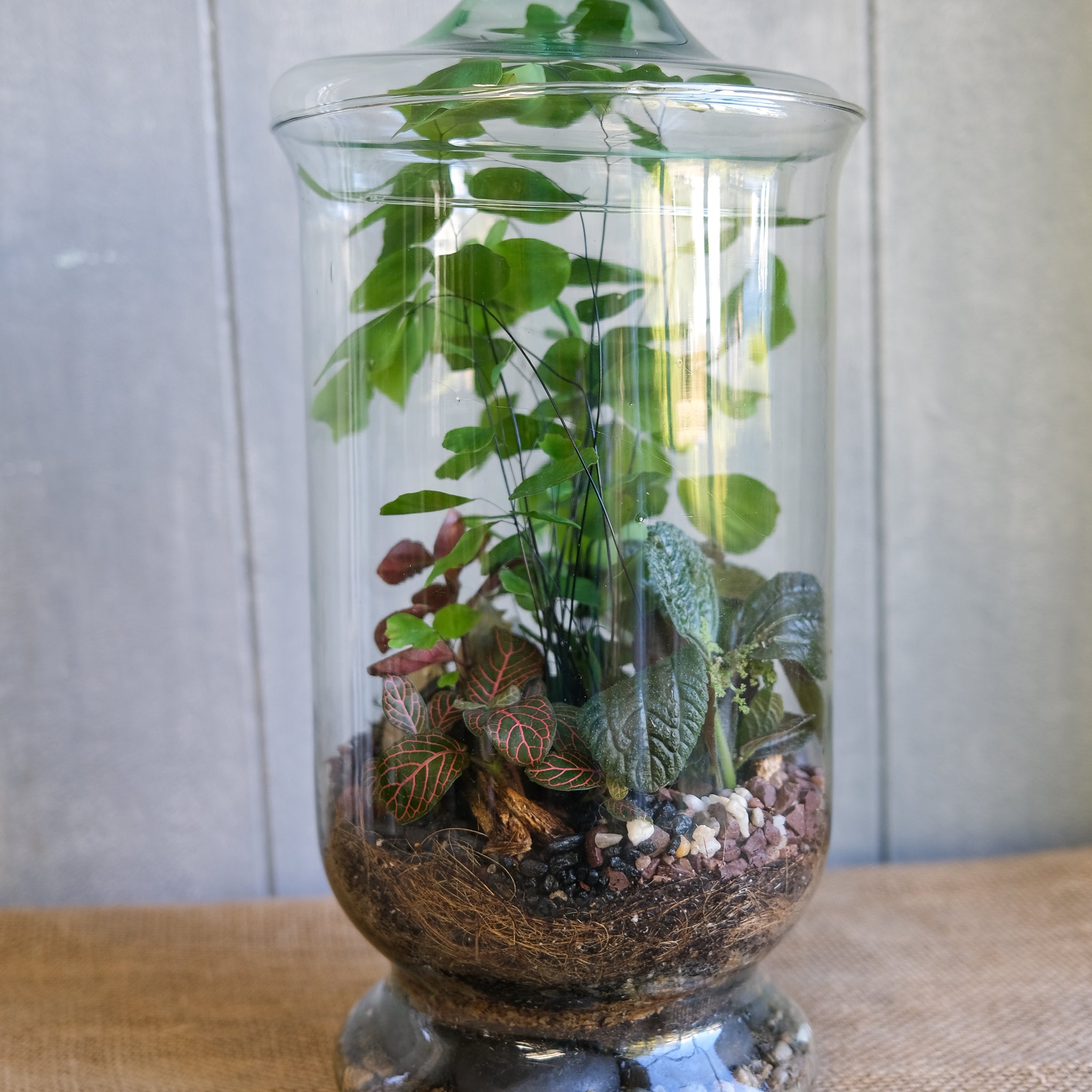 terrarium plants for sale online Woodland Terrarium | House Plants in Lexington, KY