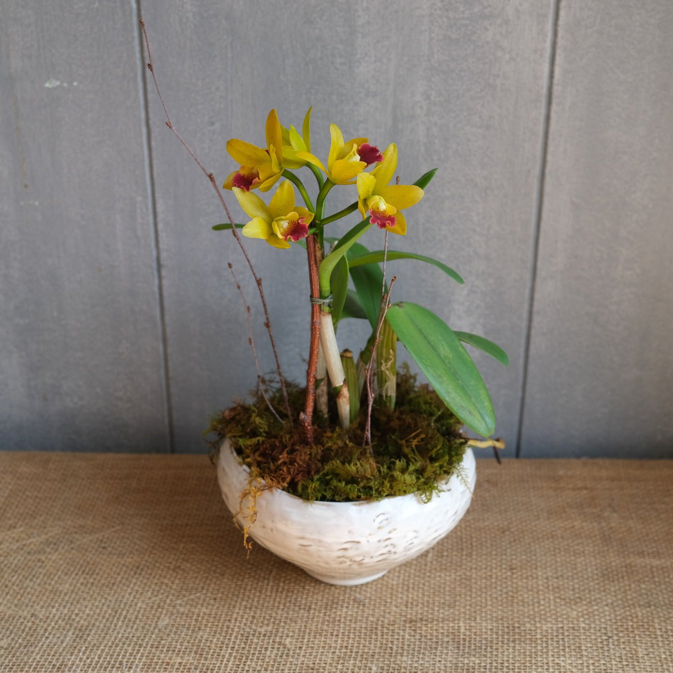 Yellow Cattleya Orchid Plant