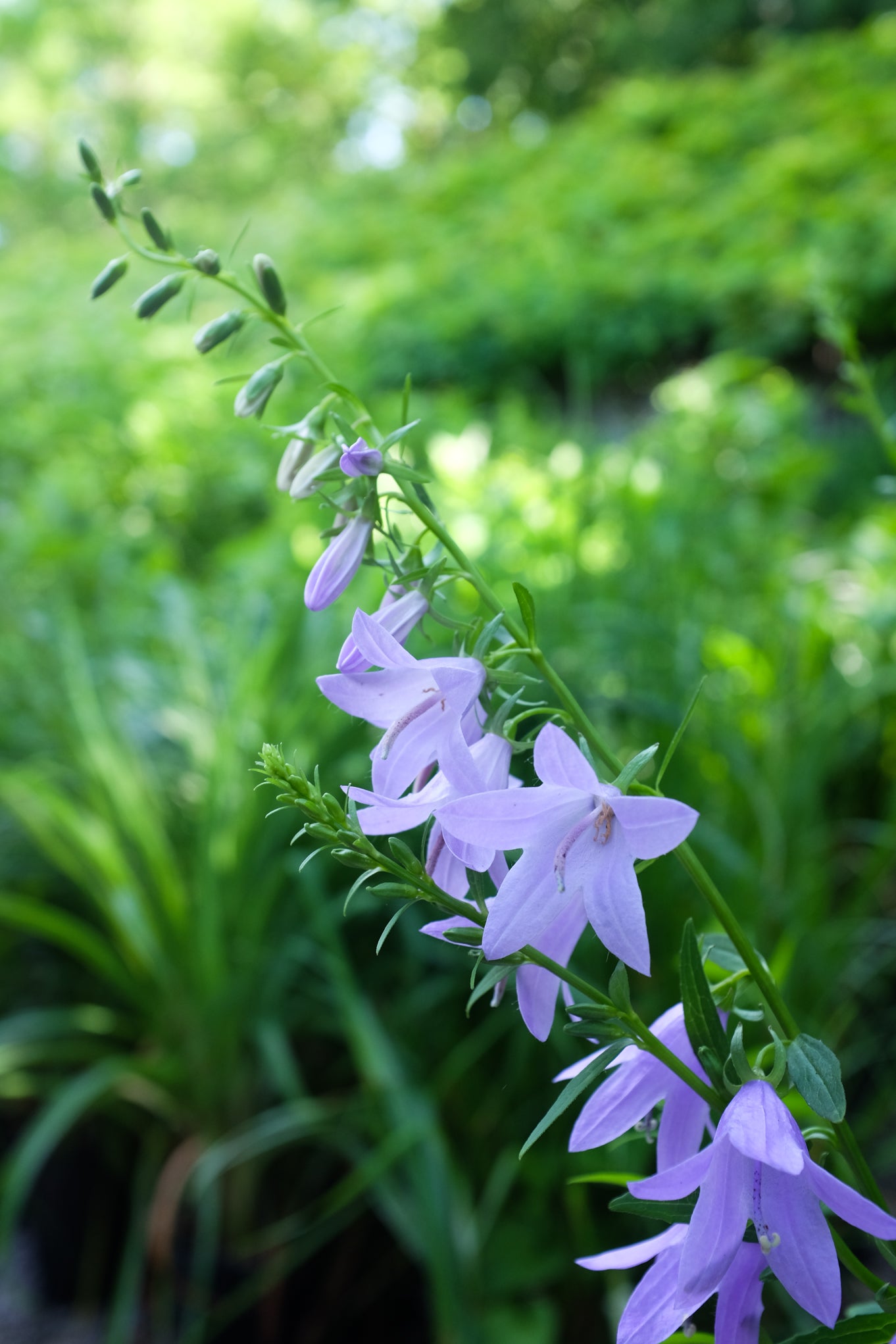 lavender bell shaped flower Adenophora 'Gaudi Violet' (Lady Bells) – Michler's Florist, Greenhouses & Garden Design