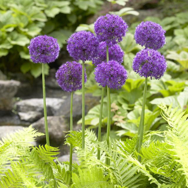 Allium Aflatunense () Allium Aflatunense