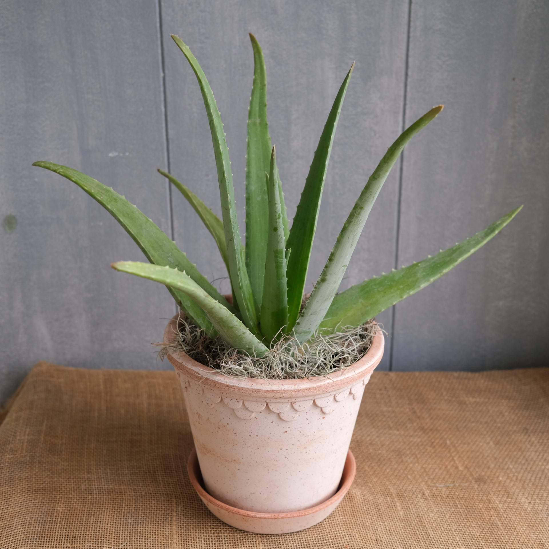 Aloe vera | Lexington, KY