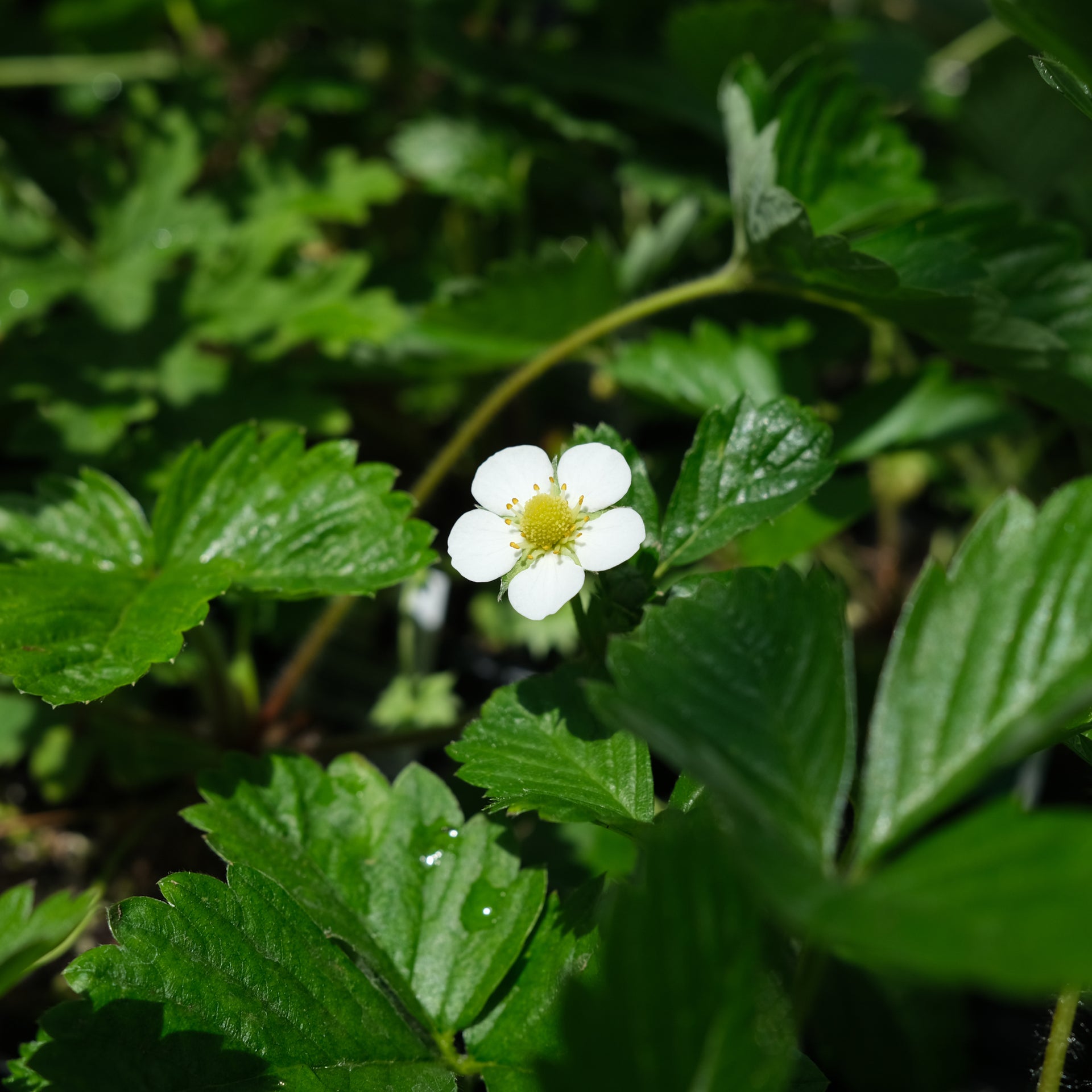 alpine strawberry plants Strawberry