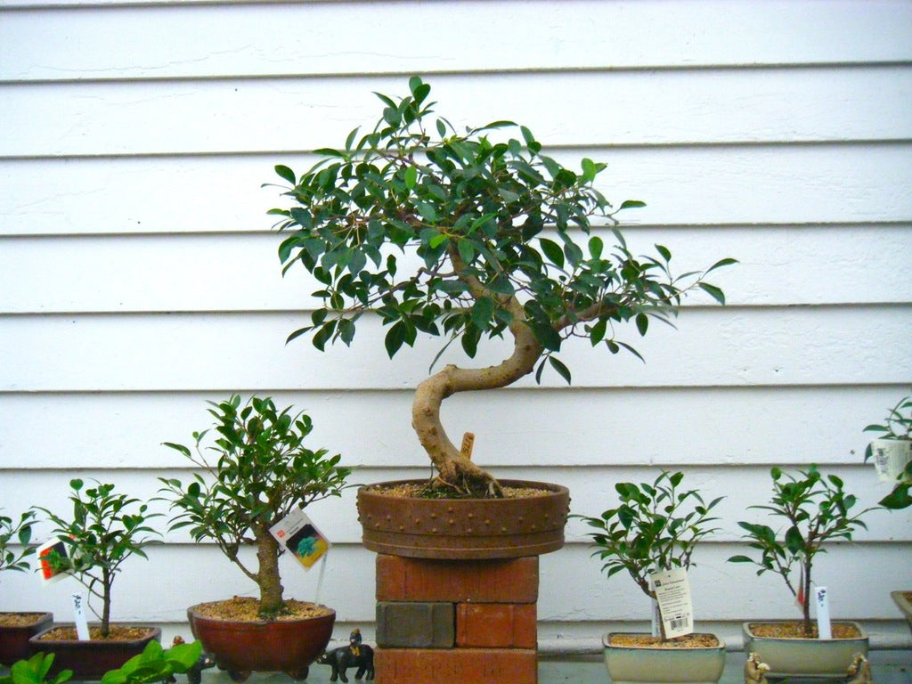 Ficus Bonsai at Michler's Florist, Greenhouses & Garden Design