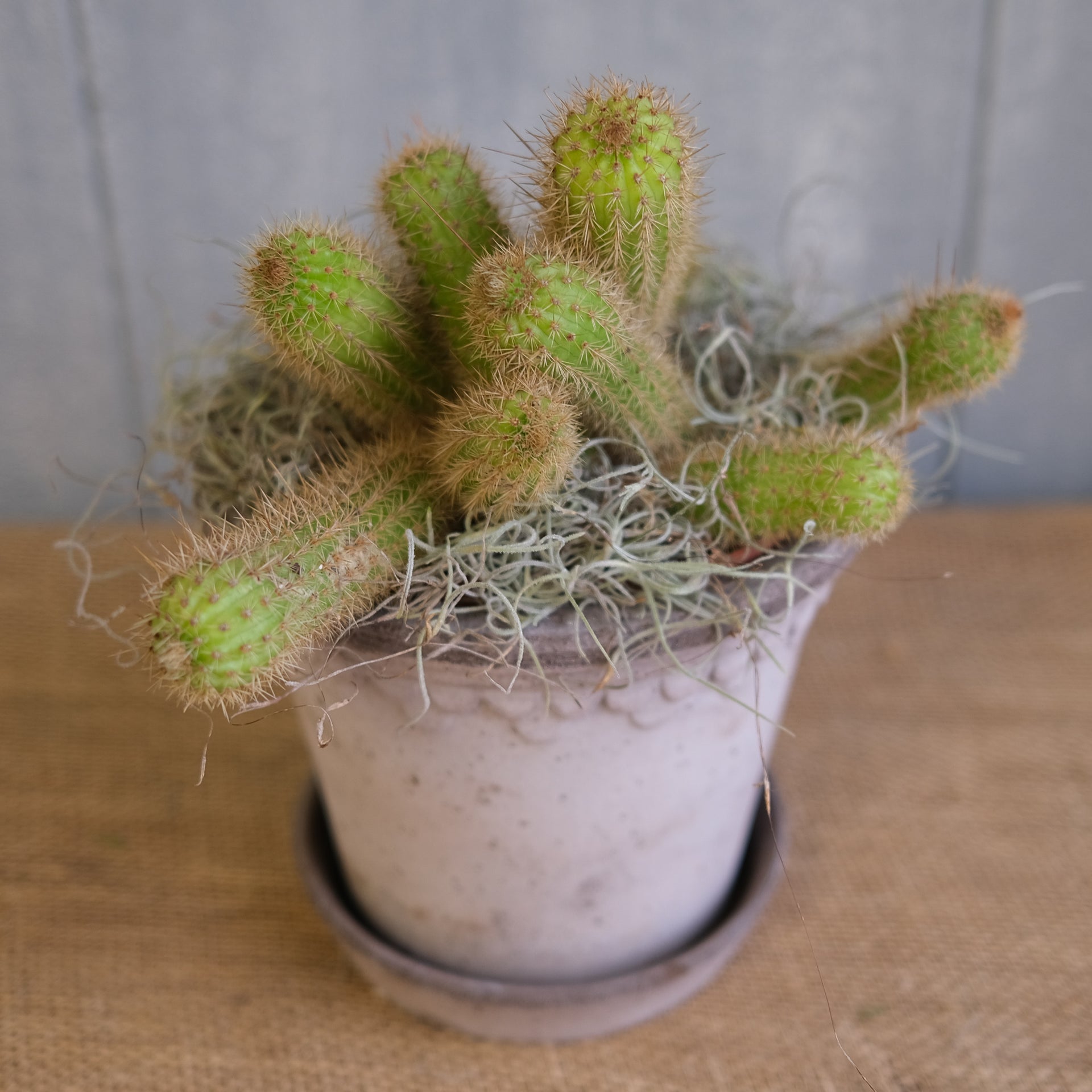 Cactus Variety