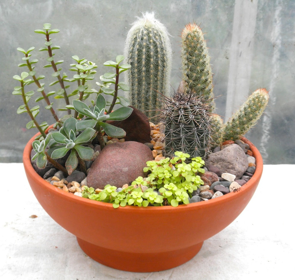 Indoor Cactus Garden by Michler's Florist in Lexington, KY