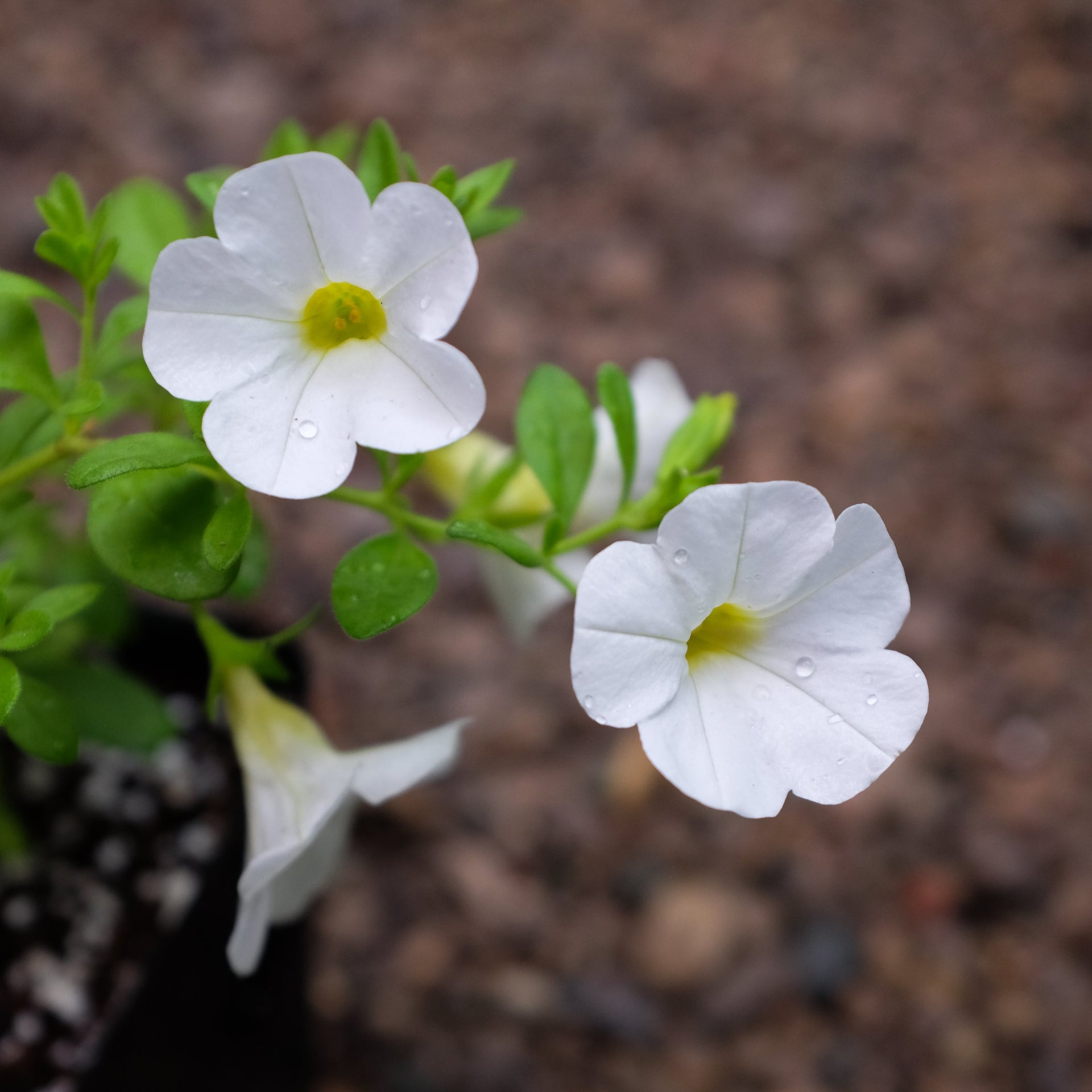 hanging plant with small white flowers Calibrachoa 'Callie White Improved' – Michler's Florist, Greenhouses & Garden Design
