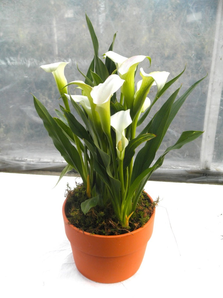 sophisticated white calla lily Calla Lilies – Michler's Florist, Greenhouses & Garden Design