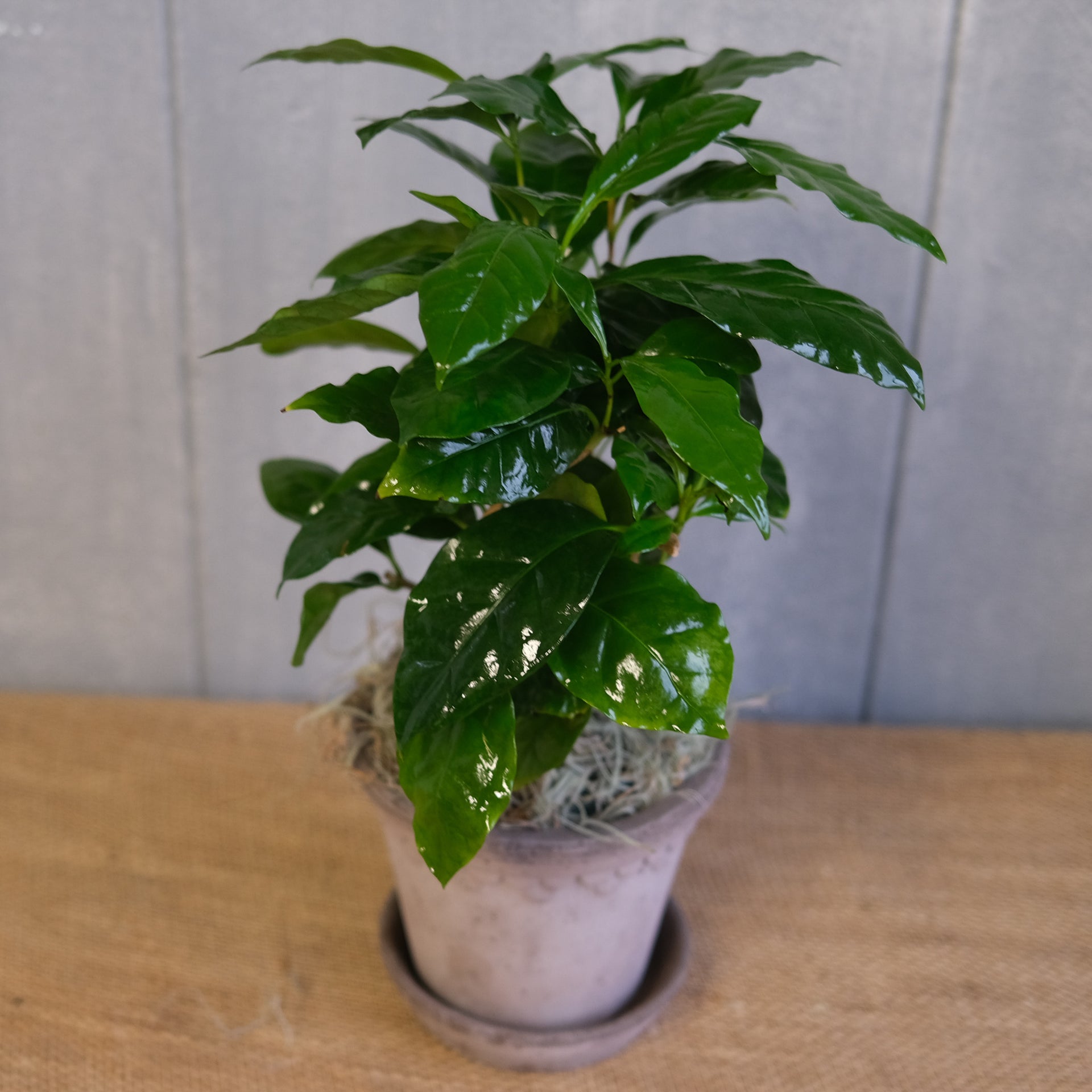 Coffee Plant | Lexington, KY