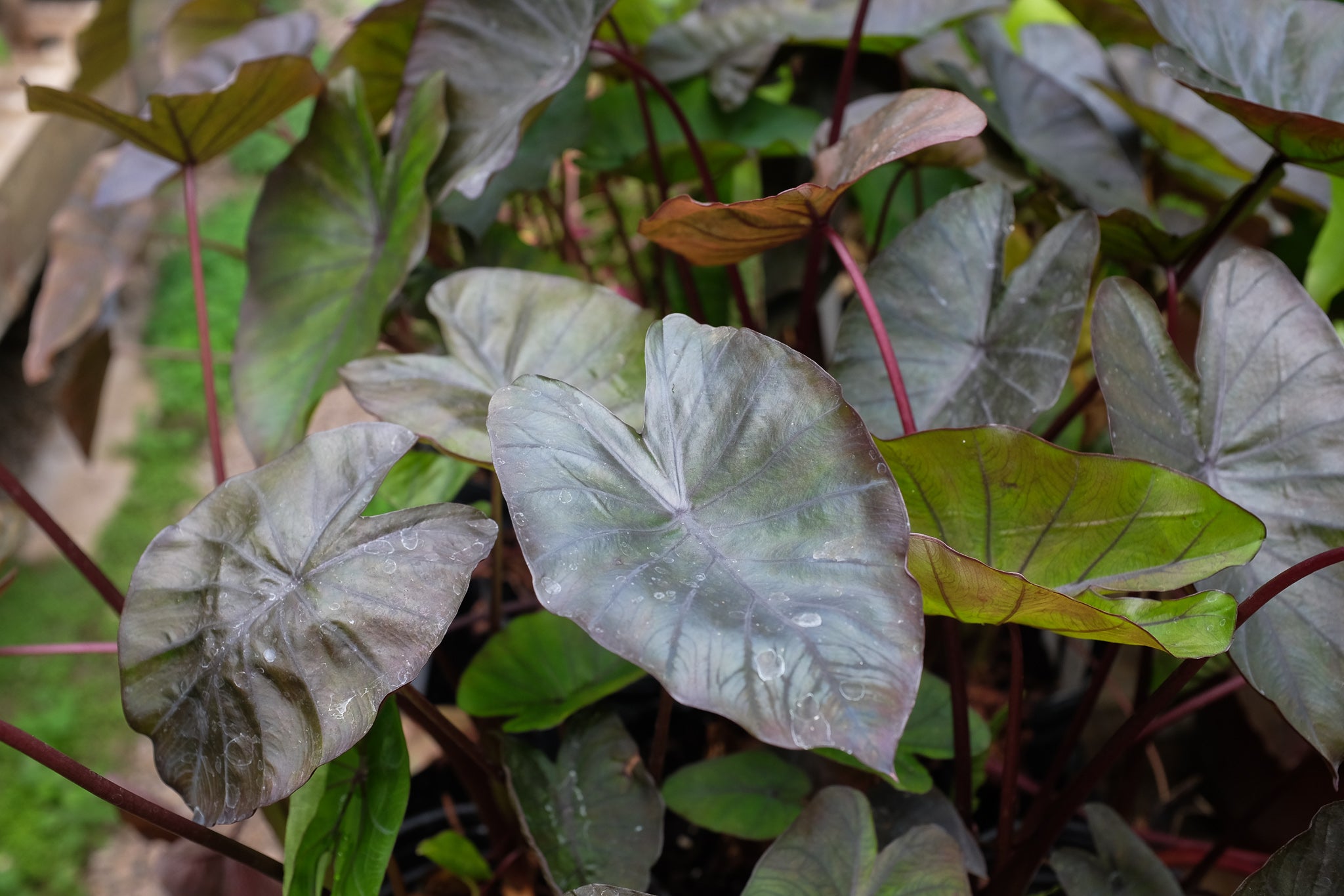 colocasia black coral elephant ear plant Colocasia esculenta (Elephant Ears) – Michler's Florist, Greenhouses & Garden Design