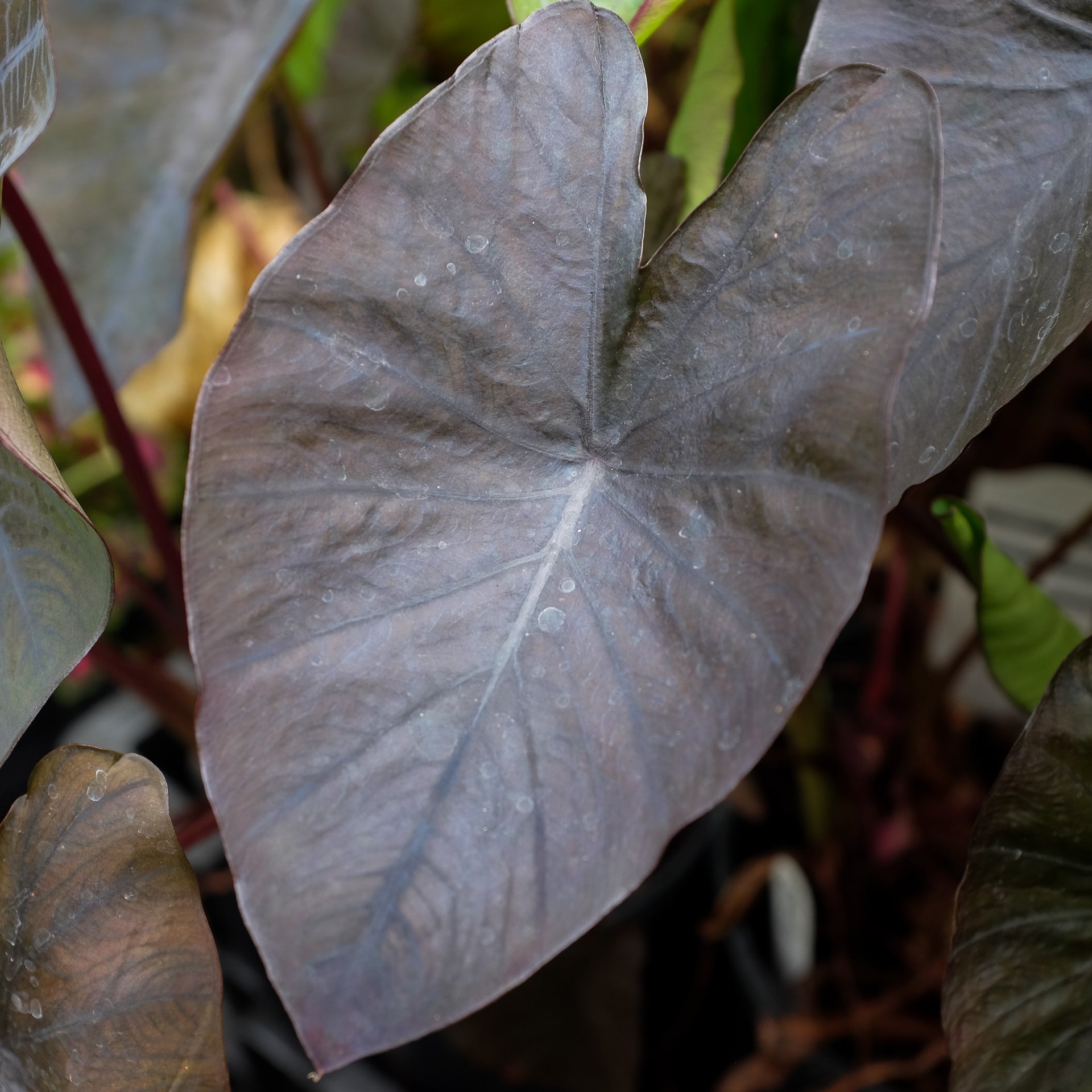 elephant ear plant colocasia esculenta Colocasia esculenta (Elephant Ears) – Michler's Florist, Greenhouses &  Garden Design