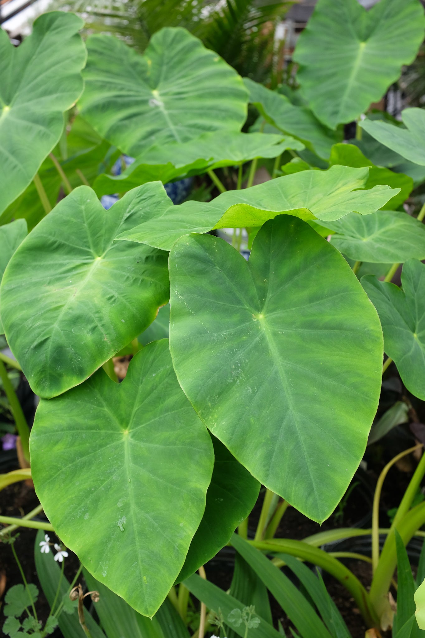 colocasia plant jack's giant elephant ear seeds Colocasia esculenta 'Jack's Giant' (Elephant Ears)