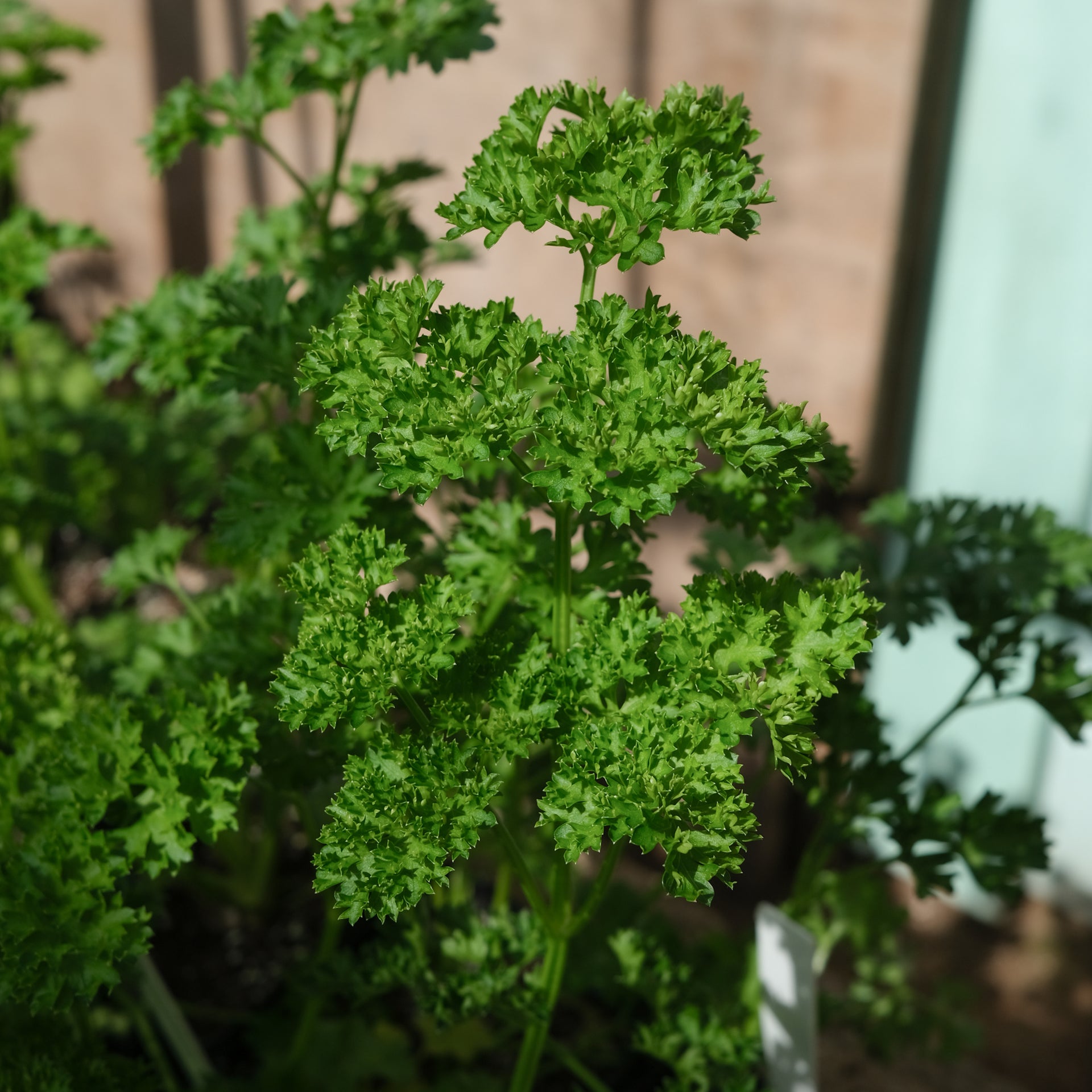 Curly parsley