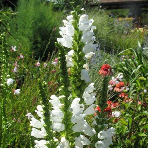 v rising flower seeds Physostegia virginiana 'Miss Manners' (Obedient Plant) – Michler's Florist, Greenhouses & Garden Design
