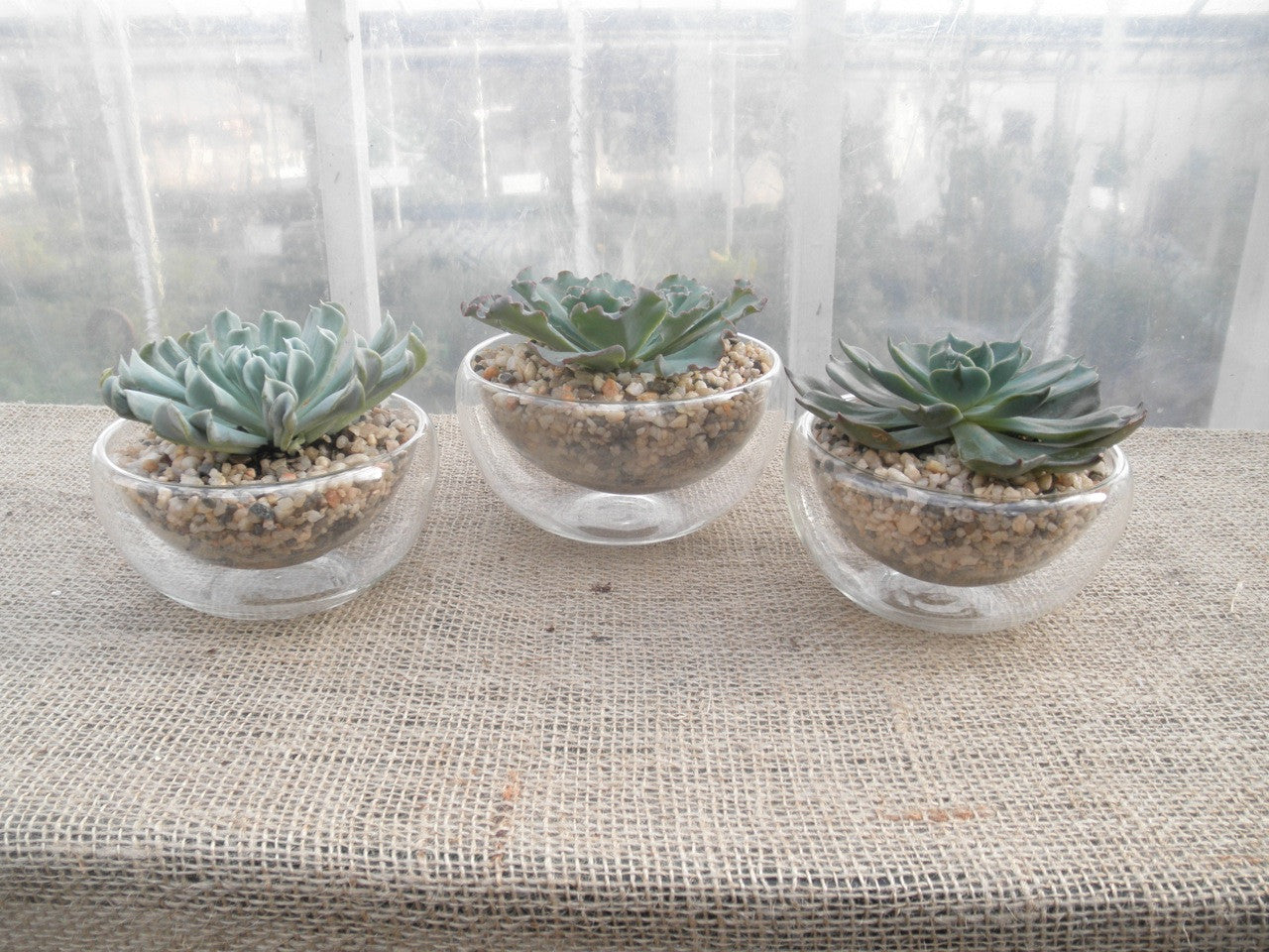 succulents lexington ky Succulent Suspension