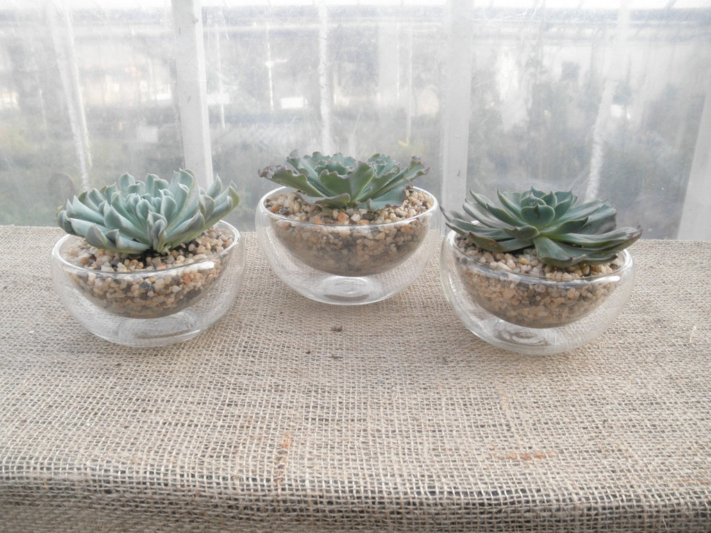 Three succulents arranged in glass containers