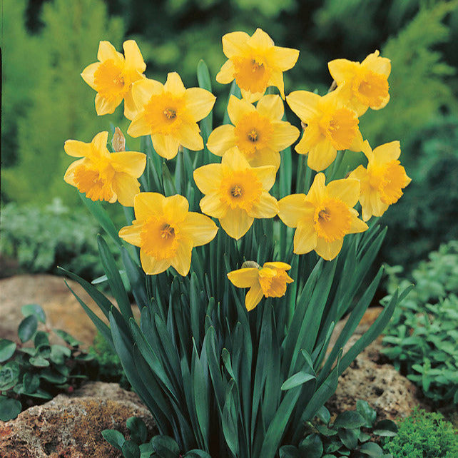 Narcissus Daffodil Yellow Narcissus Daffodil Narcissus