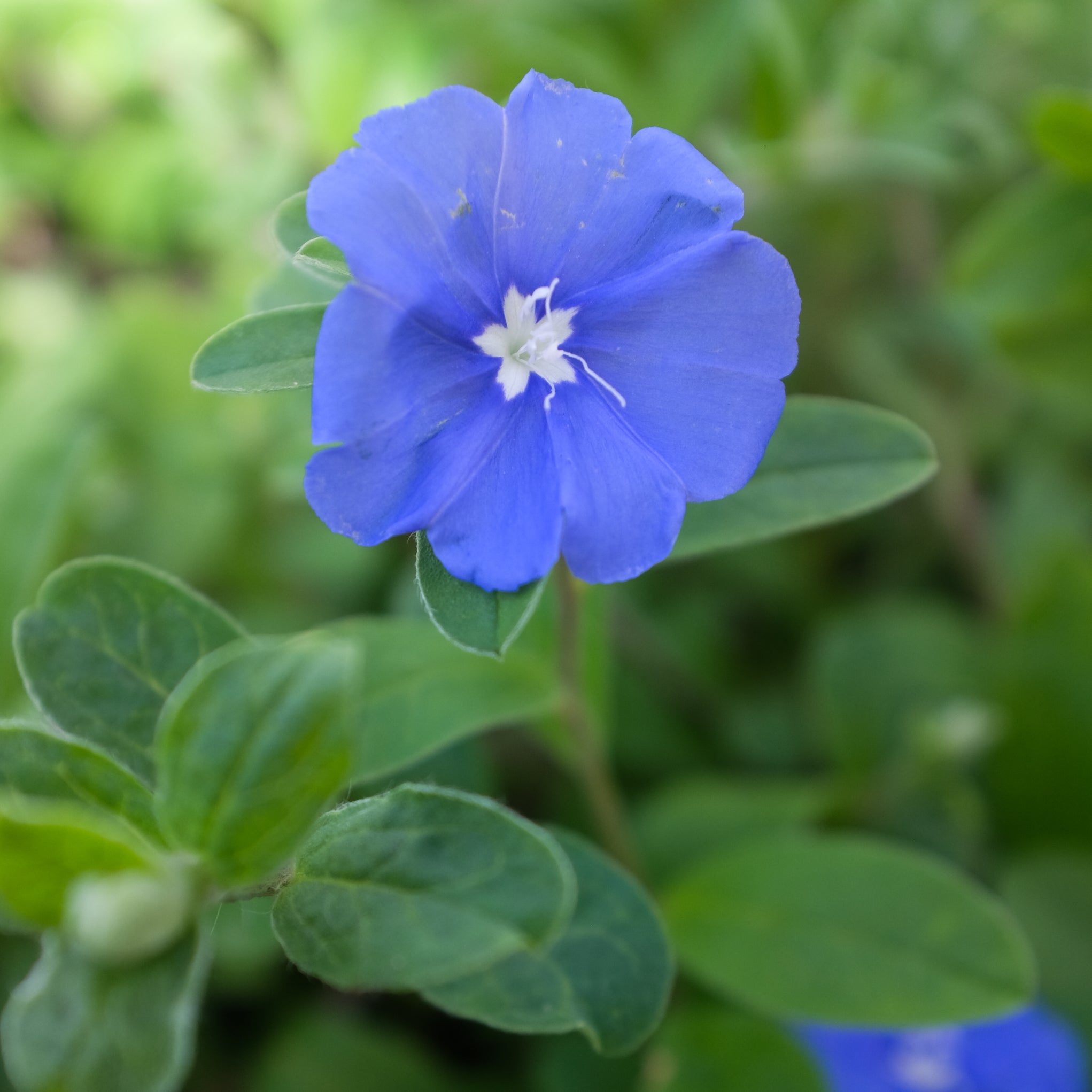 Dwarf sales morning glory