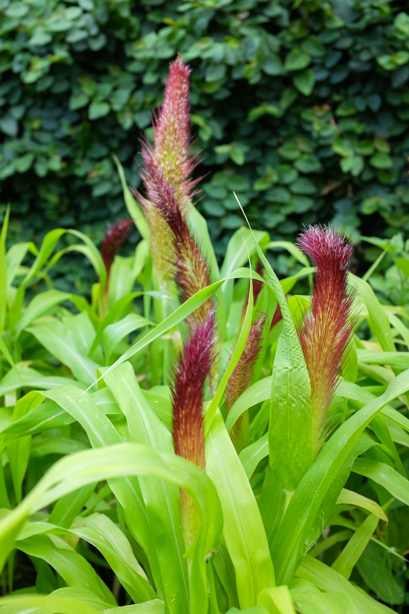 Pennisetum 'Jade Princess' (Ornamental Millet) Michler's Florist