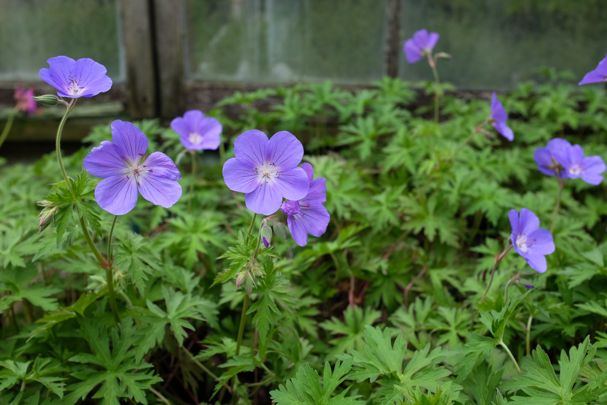 Geranium 'Brookside' (Hardy Cranesbill Geranium) – Michler's Florist ...