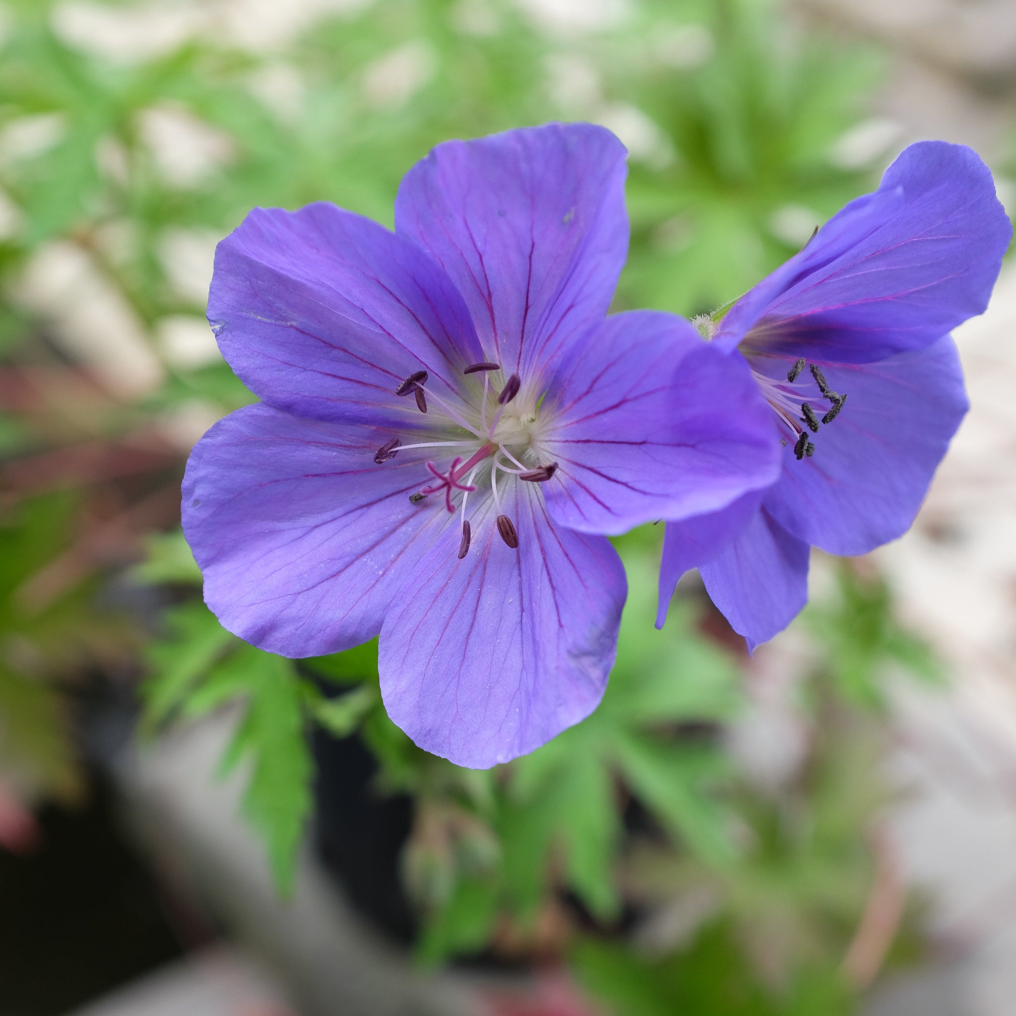 Geranium 'Brookside' (Hardy Cranesbill Geranium) – Michler's Florist ...
