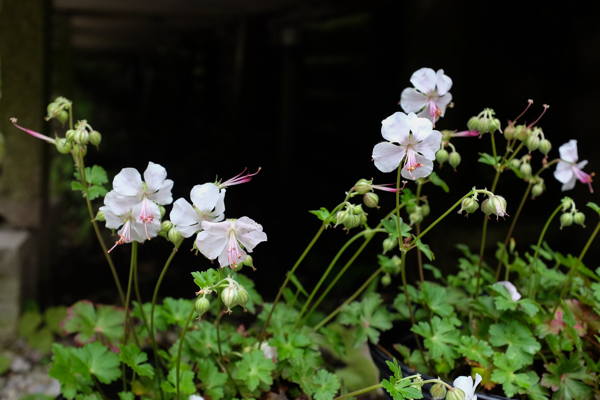 biokovo geranium seeds Geranium cantabrigiense 'Biokovo' (Hardy Cranesbill Geranium)