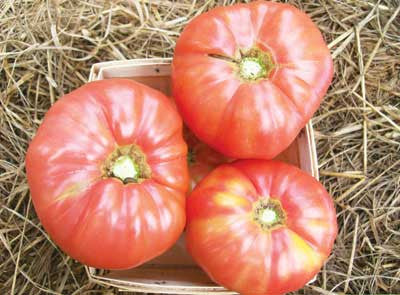 Tomato - Granny Cantrell's German Red/Pink | Heirloom | Michler's