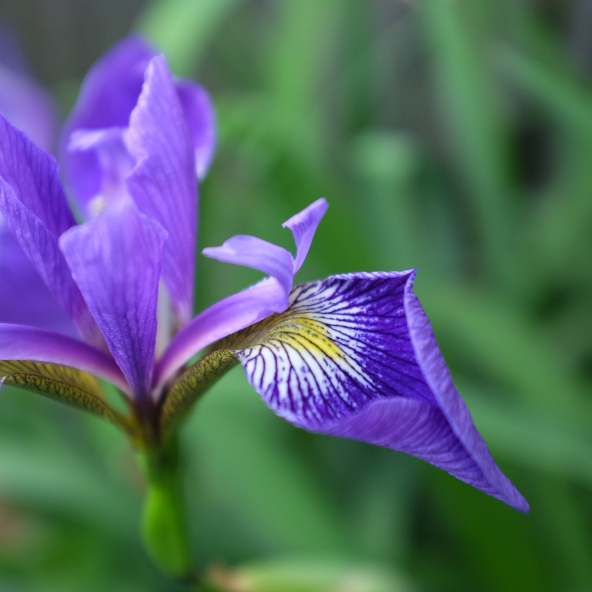 iris-versicolor-gerald-darby-