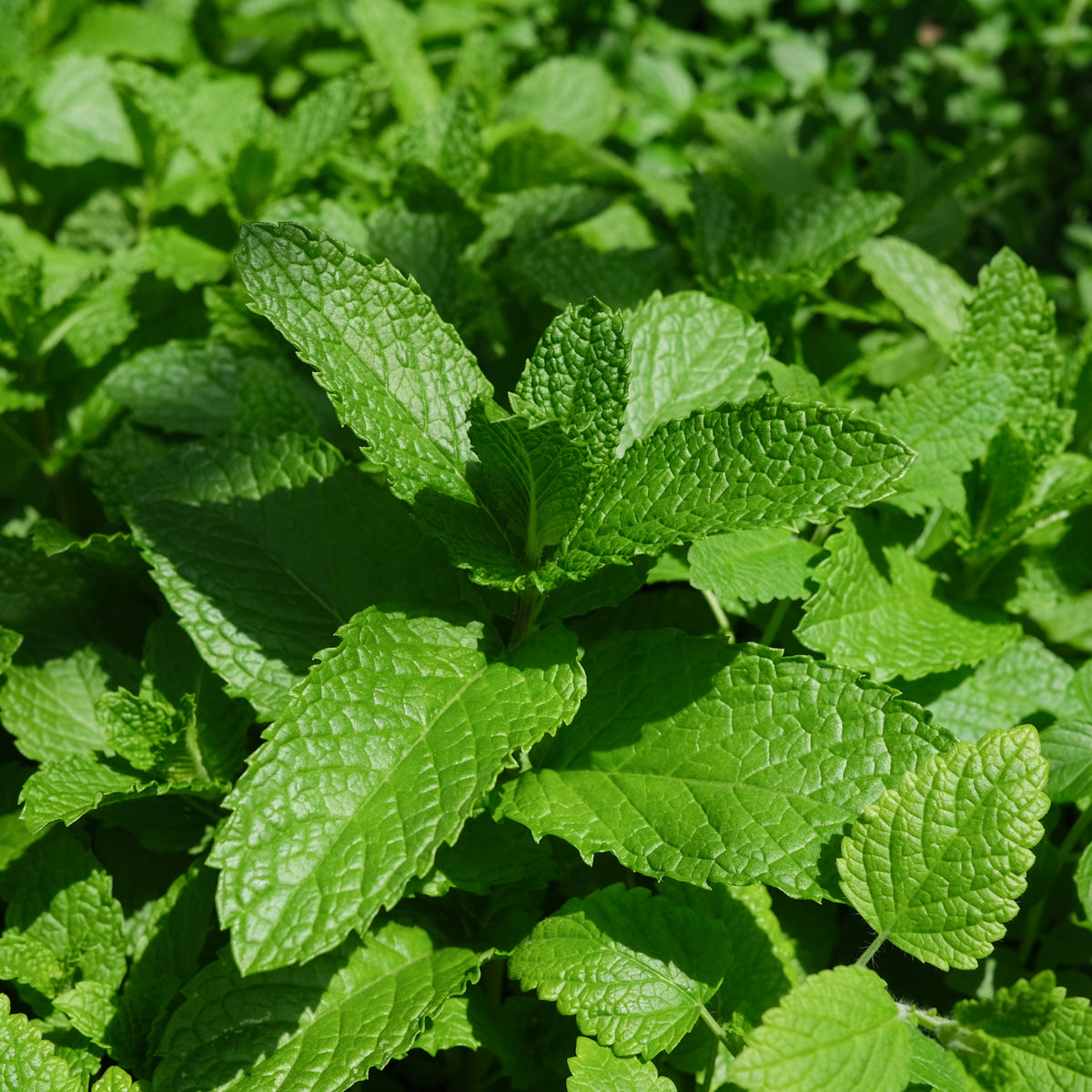 Mint Mentha spicata 'Kentucky Colonel' (Kentucky Colonel Spearmint
