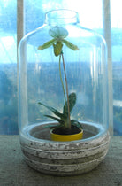 Lady slipper orchid in a glass terrarium by Michler's Florist