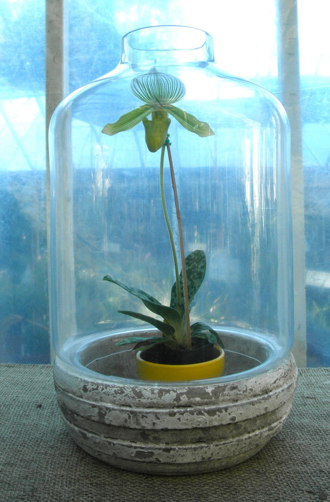 Lady slipper orchid in a glass terrarium by Michler's Florist