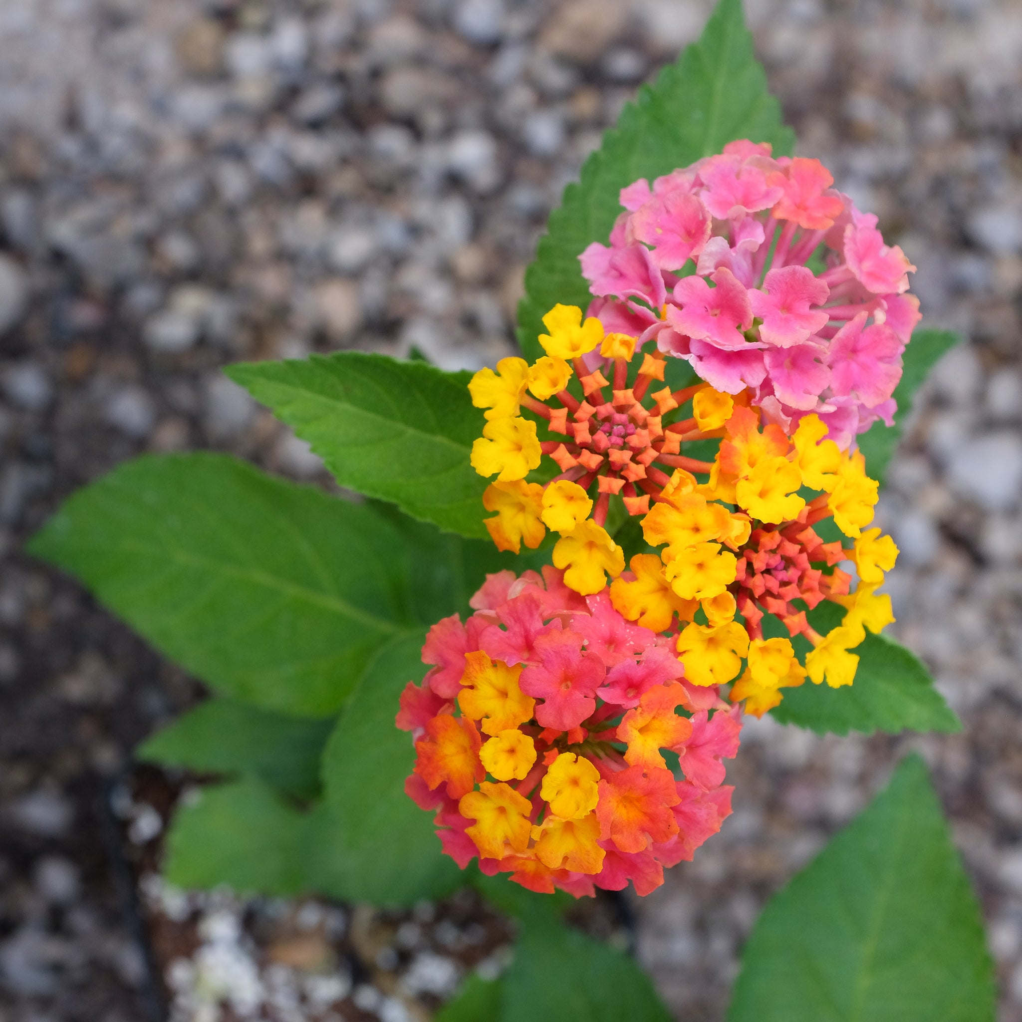 Lantana 'Confetti' – Michler's Florist, Greenhouses & Garden Design