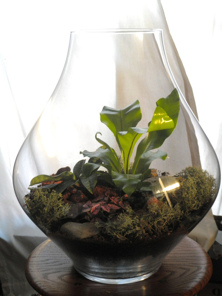 bird's nest fern terrarium Shapely Terrarium