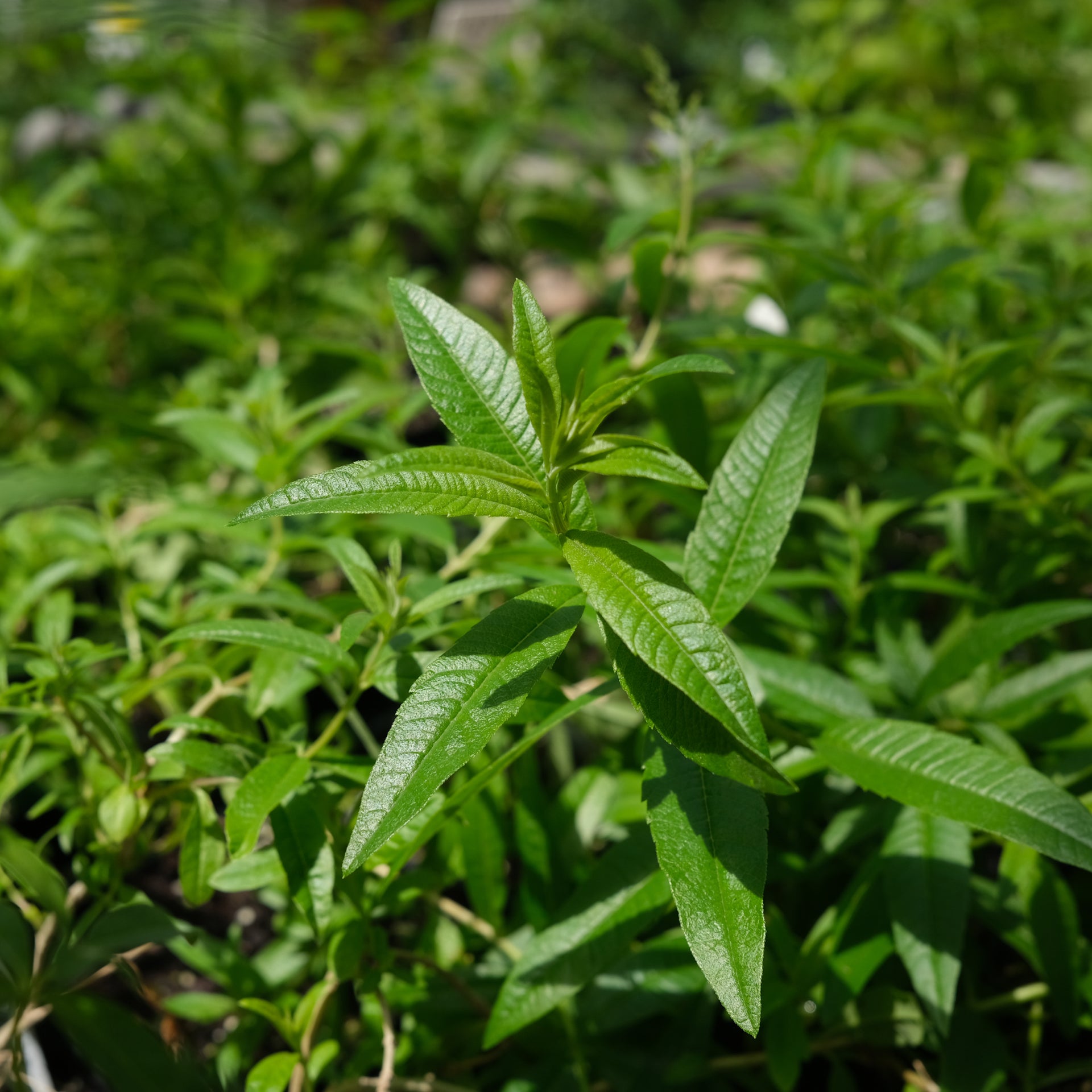 Herba Organica Feuille De Verveine Citronnelle Tisane - Aloysia