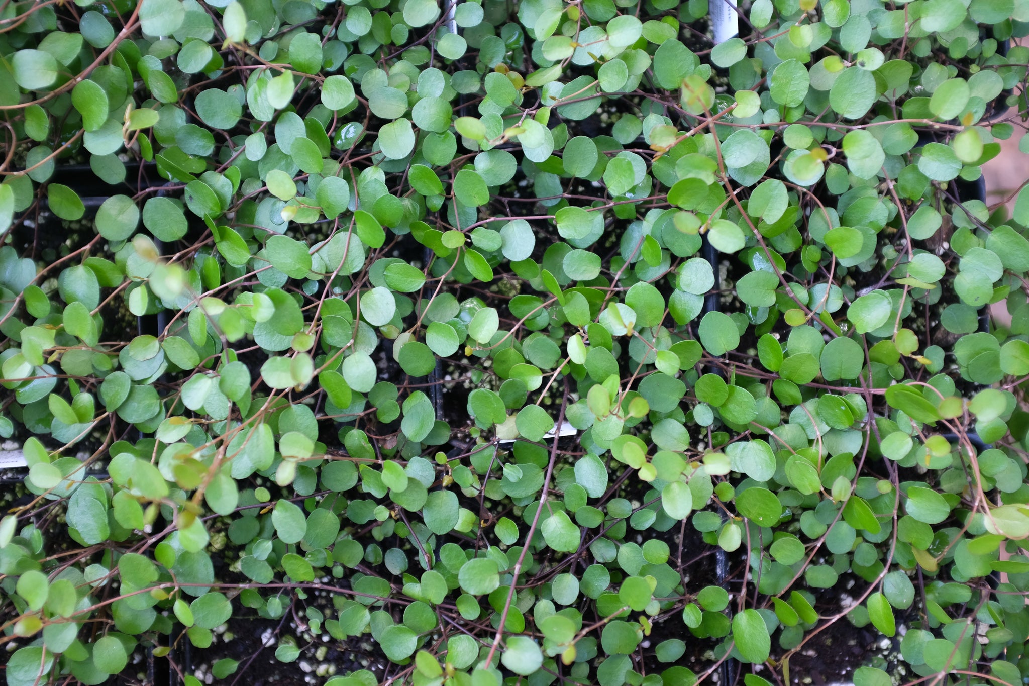 Small Leaf - Creeping Wire Vine - Muehlenbeckia axillaris