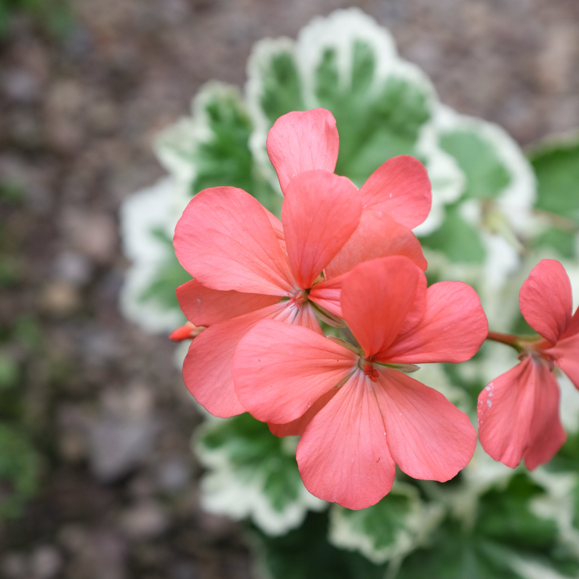 geranium pelargonium impatiens philodendron Geranium - Pelargonium 'Frank Headley'