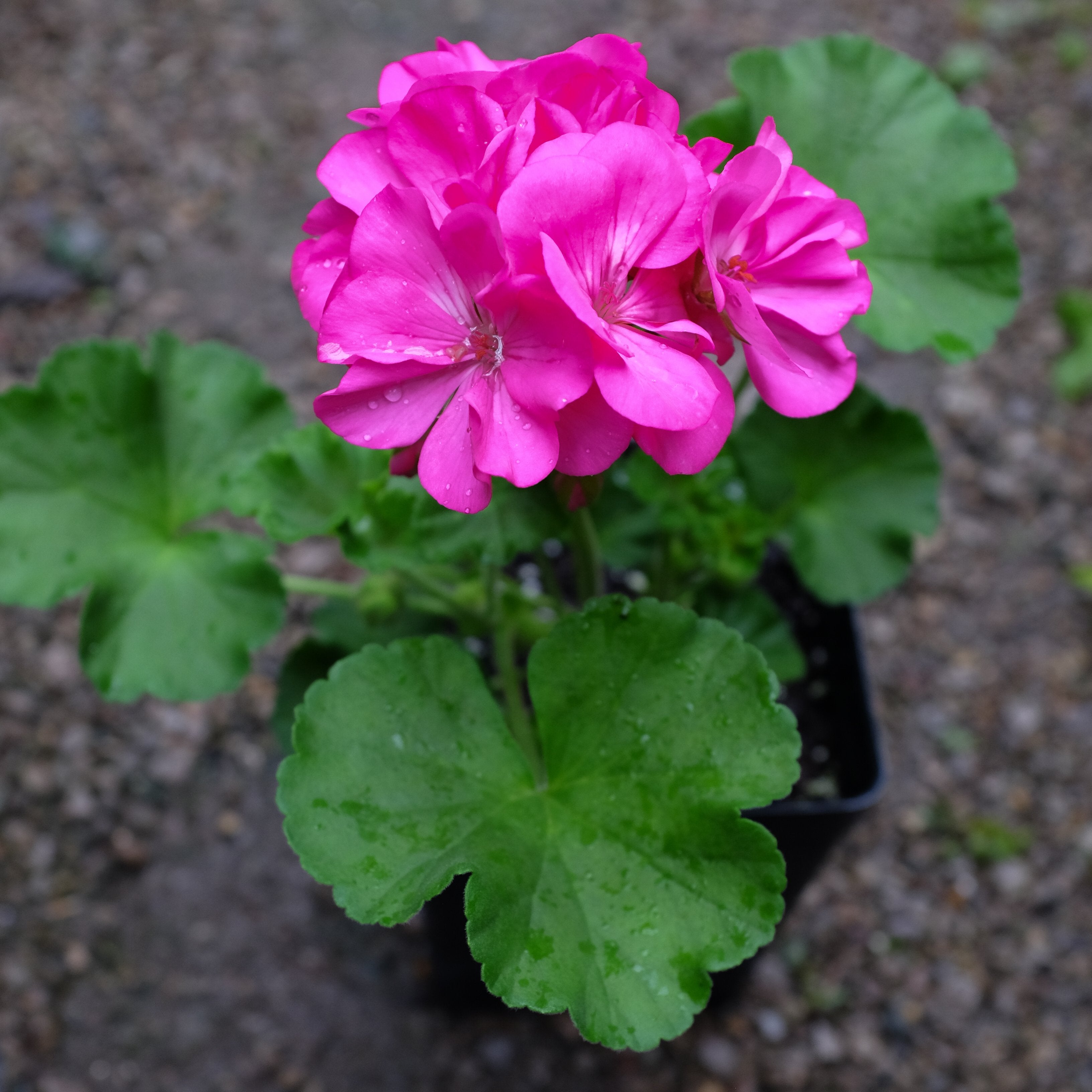 Geranium - Pelargonium 'Patriot Pink'