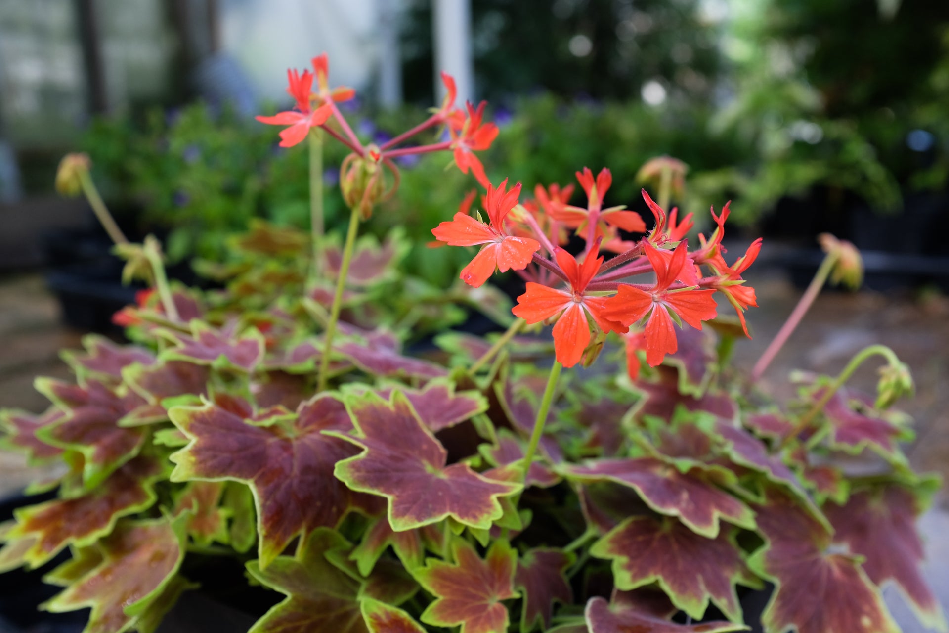 Geranium