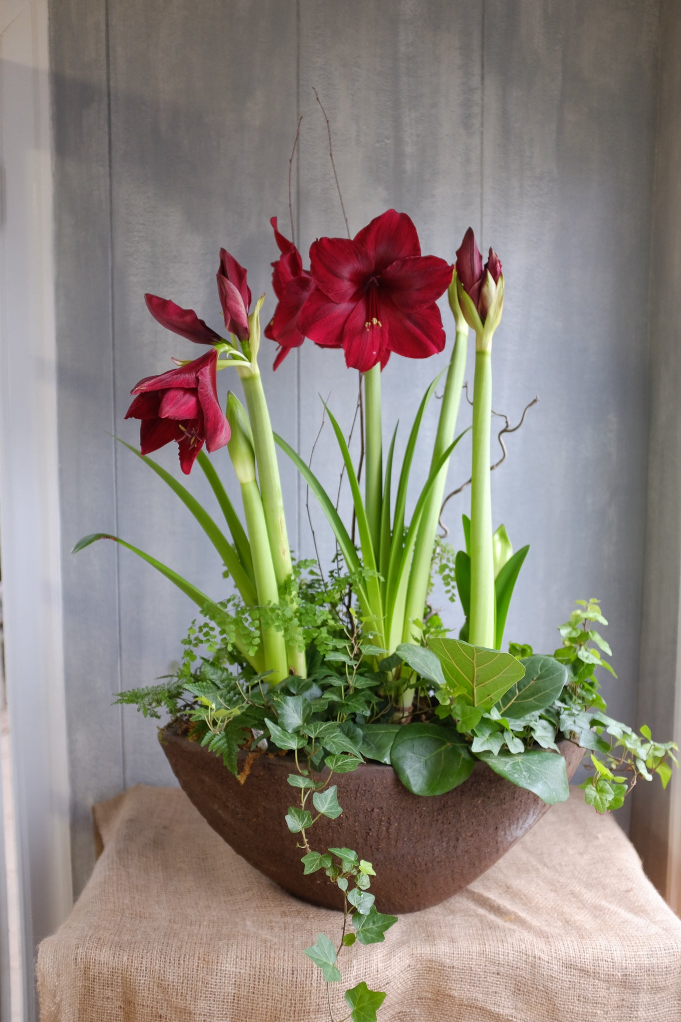 pots for amaryllis plants Amaryllis Garden Planter delivered in Lexington, KY| Michler's Florist – Michler's Florist, Greenhouses & Garden Design