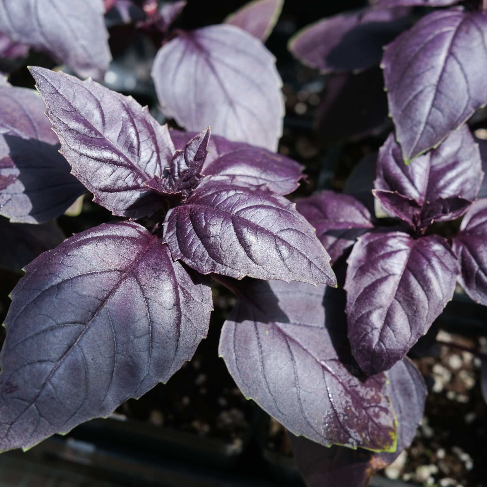 Moderat Macadam Spænde Basil - Ocimum basilicum 'Red Rosie'