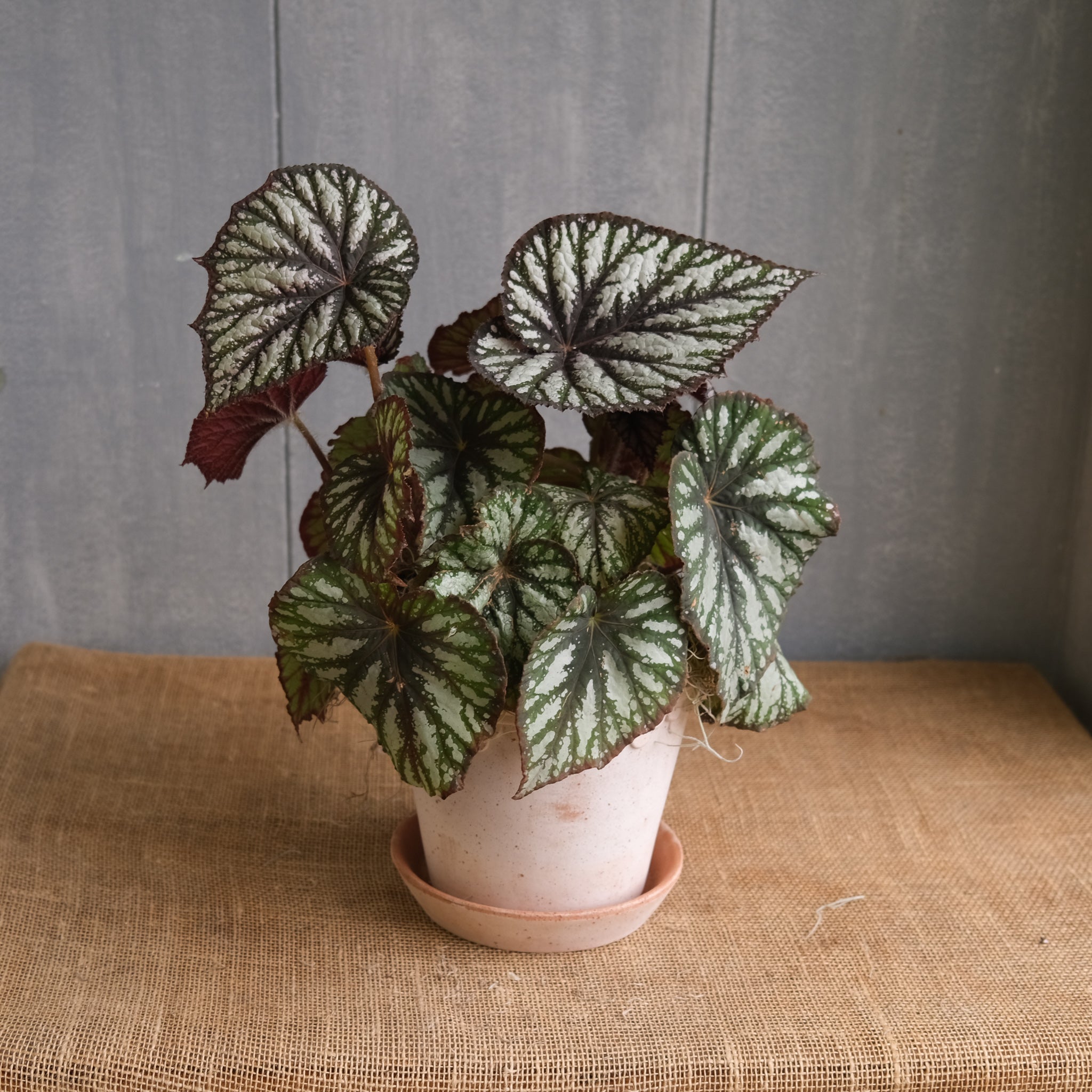 Begonia - Rex l Lexington, KY | Michler's Florist – Michler's Florist,  Greenhouses & Garden Design