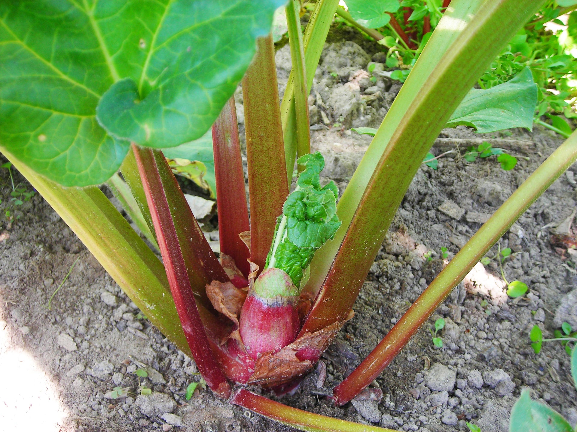Rhubarb 'Victoria'