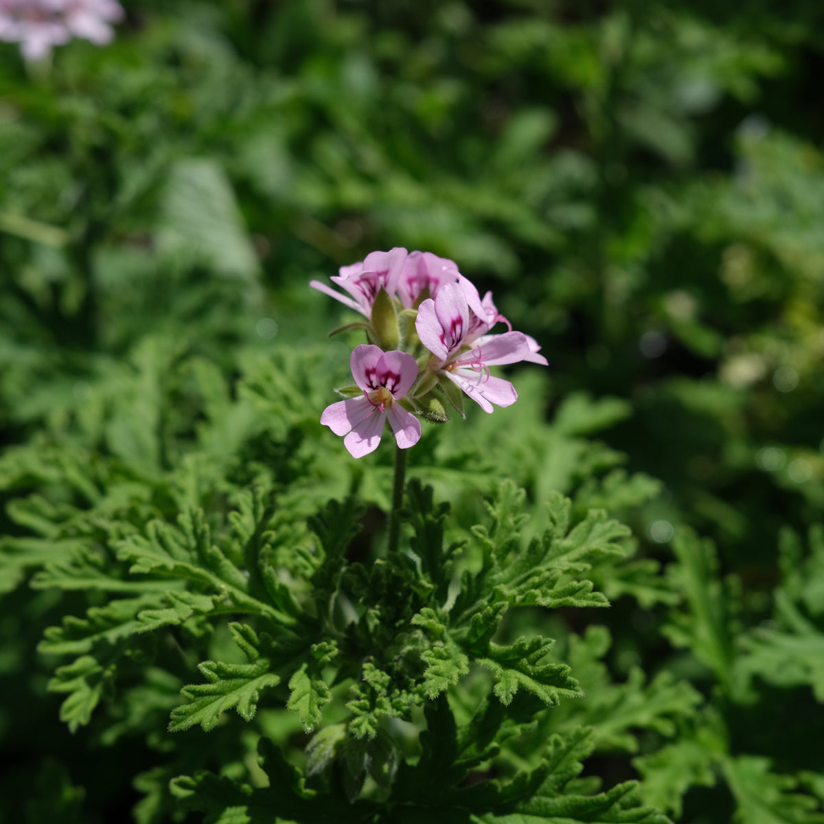 Pelargonium 'Old Fashioned Rose' (Scented Geranium, Old Fashioned Rose ...